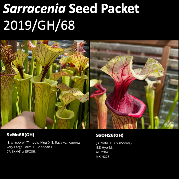 2019/GH/68 Sarracenia Seeds