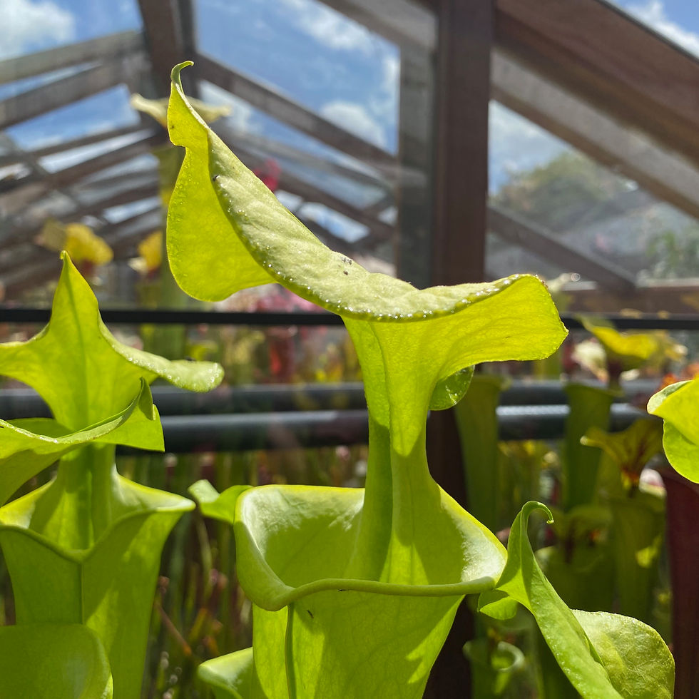 Thumbnail: SFv.M03(GH) S. flava var. maxima. All green form. Sappony Creek, Virginia.