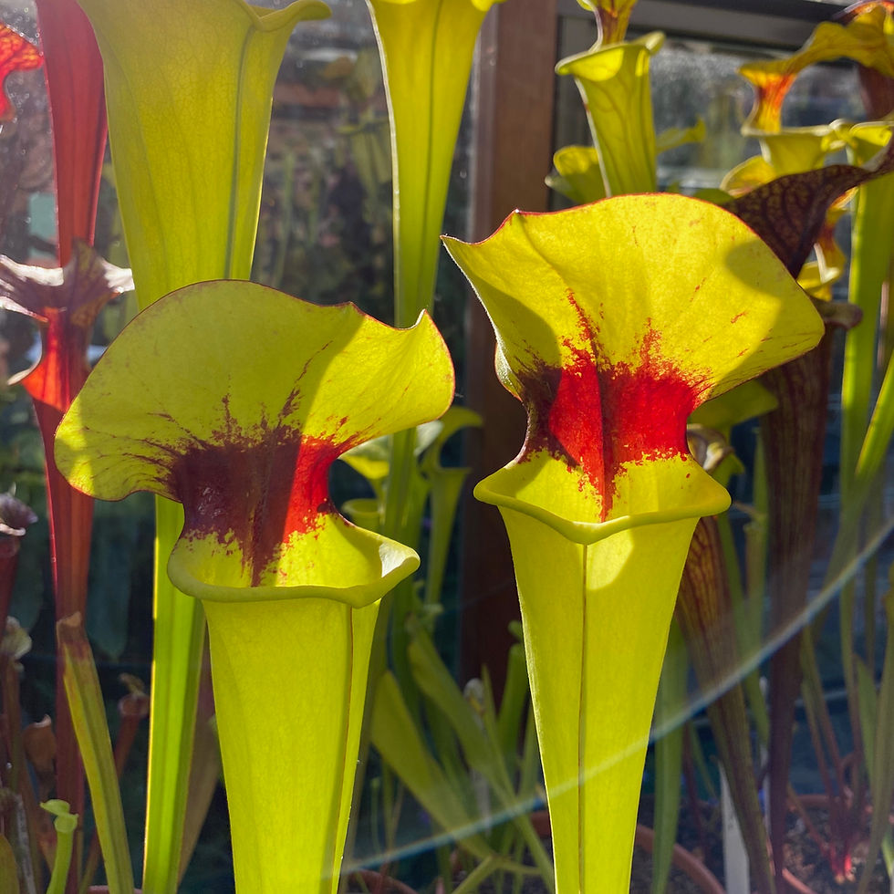 Thumbnail: SFv.Rg05(GH) S. flava var. rugelii. Pond Bog, Sumatra, Liberty County, Florida.
