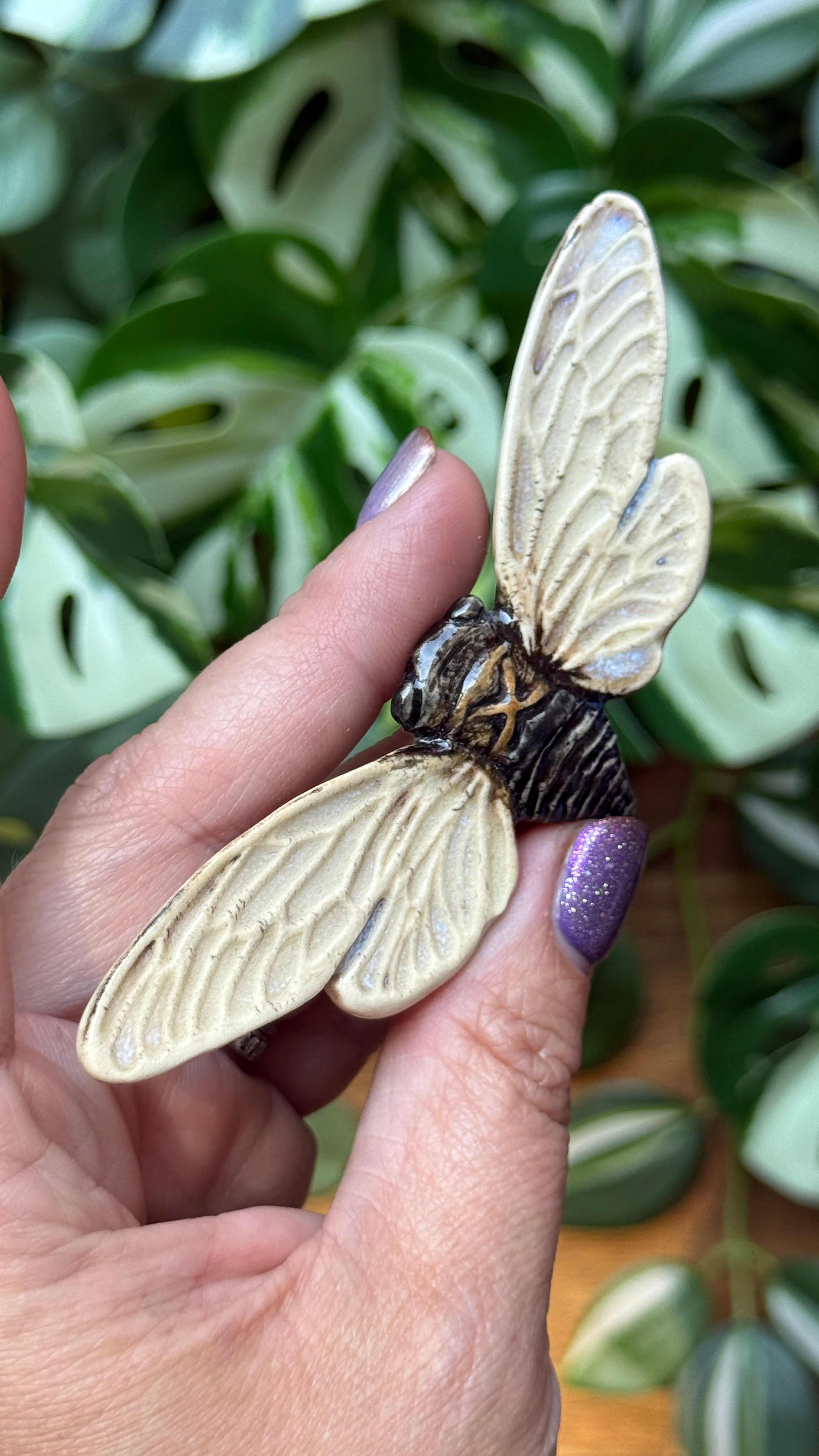 CICADA Darker-Hidden loop on back