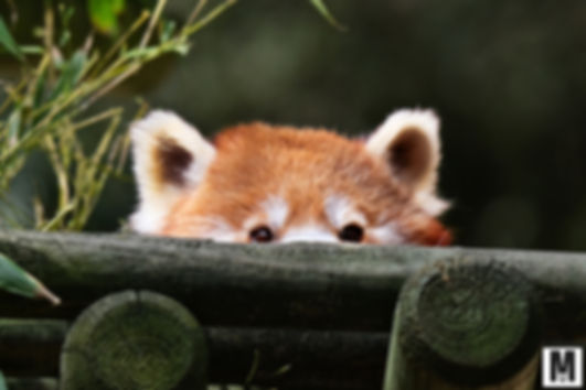 Panda roux