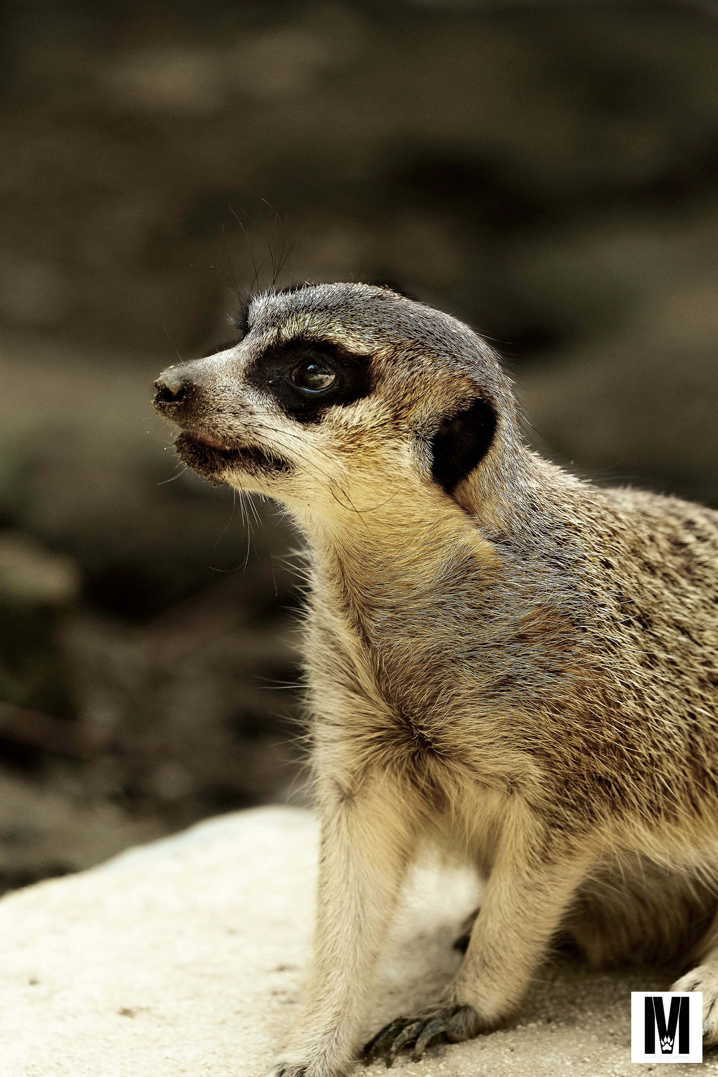 Suricate