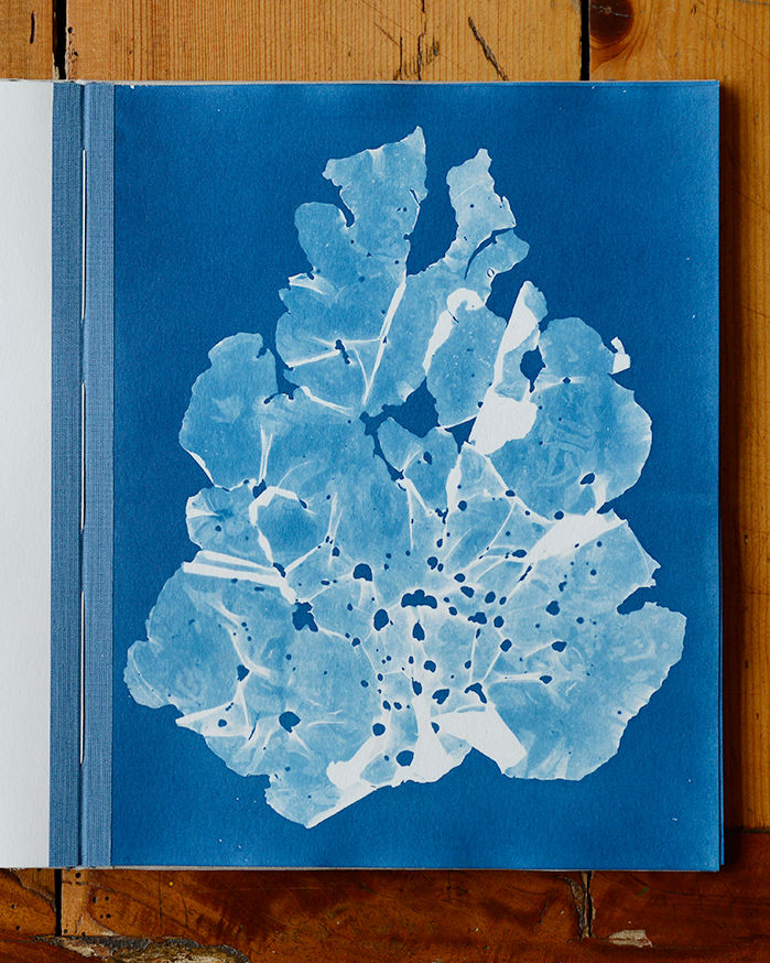 Thumbnail: Cyanotypes of Dutch Algae: Part 1           (sold out)