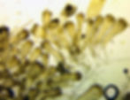 Codium fragile