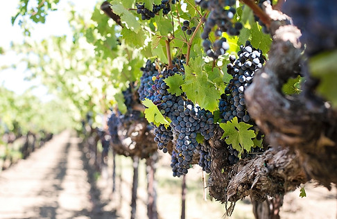 vigneti