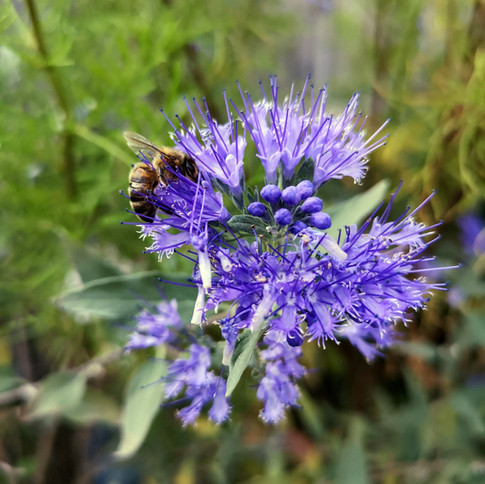 Bee on Blue Flower