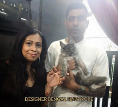 maine coon kitten for sale - kittens for sale near Bukit Batok