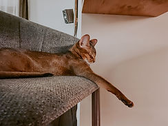 cat hotel in singapore