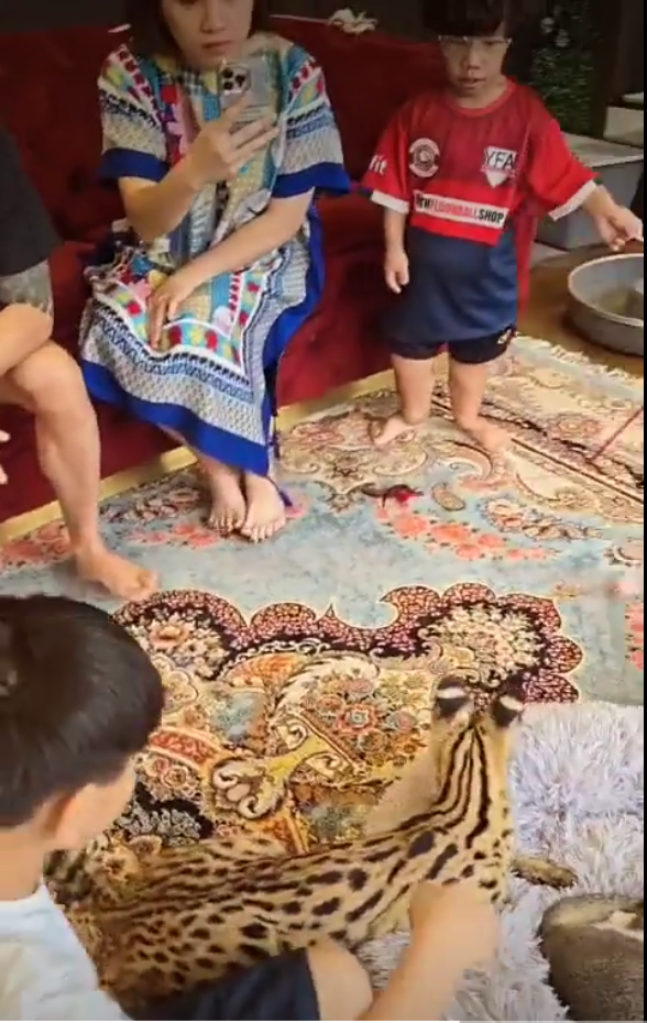 Wide angle view of the petting zoo area featuring small animals