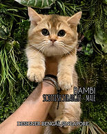Scottish_Straight_Kitten_For_Sale_Name_Bambi.jpeg