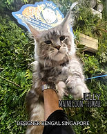 Mainecoon_Kitten_For_Sale_Name_Jelly.jpeg