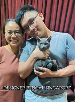Licensed cattery ensuring compliance with Singapore regulations