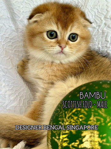 Bambu is a male Scottish Fold kitten from the UK, loved for his soft golden coat and golden eyes at Designer Bengal Singapore.