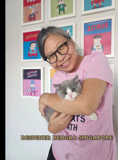 Grey Maine Coon kitten cuddled by owner near Clementi – Maine Coon kittens for sale Singapore