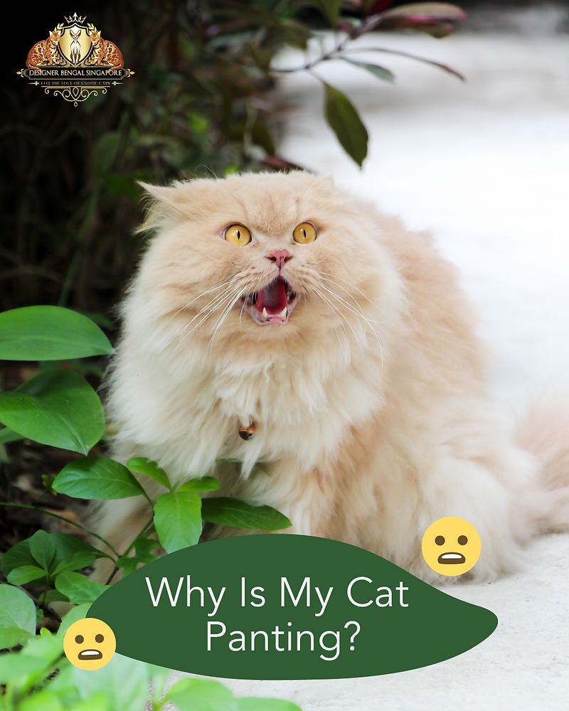 Why Do Some Cats Pant Like Dogs?