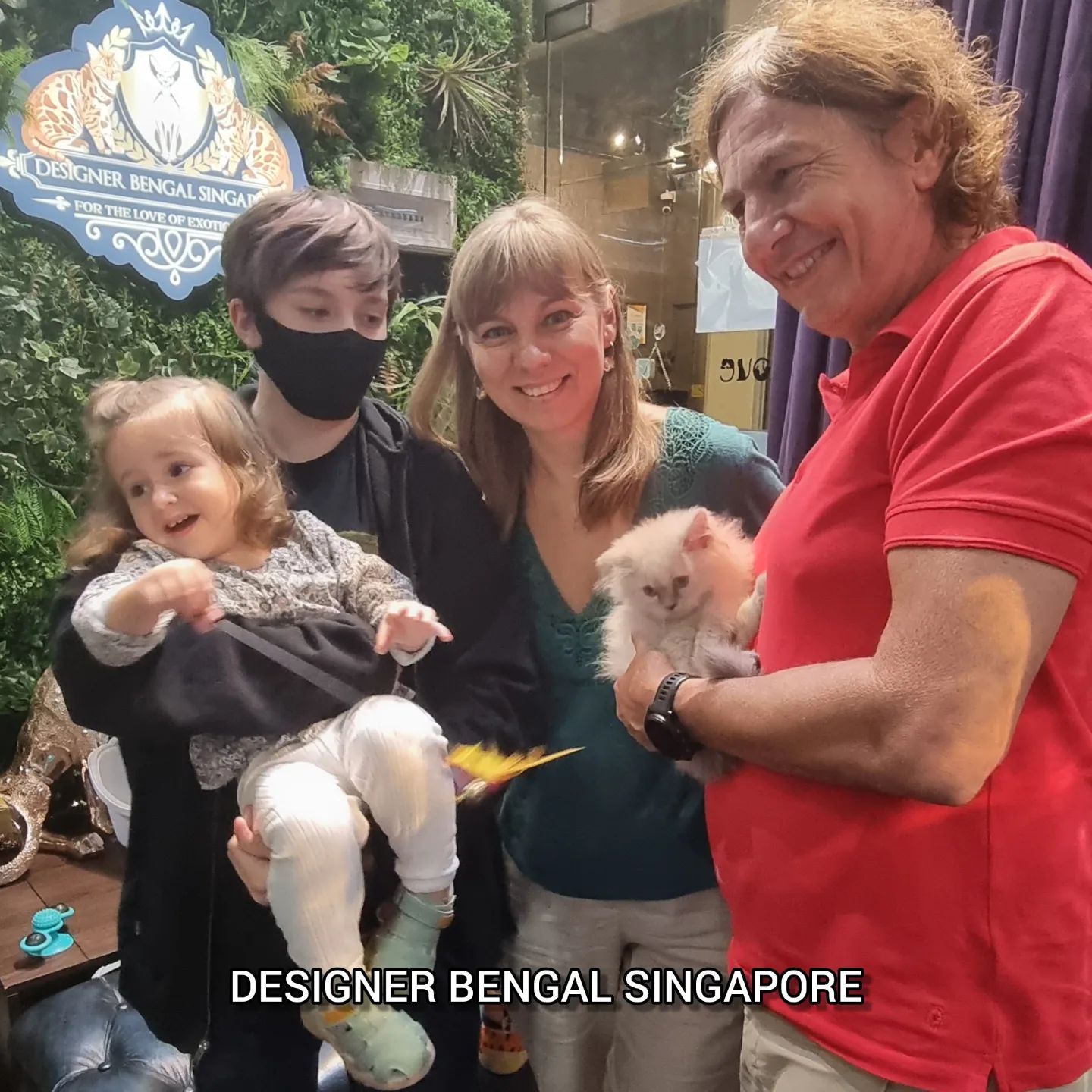 persian kittens for sale