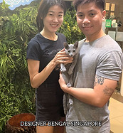 Happy customer with positive experience adopting their new kitten. Smiling beside a playful Russian blue kitten at Designer Bengal Singapore near Desker Road