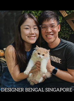Visitors observing ethical handling of cats during viewing sessions