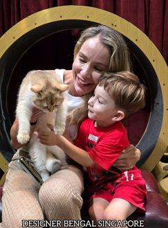 Licensed cattery emphasising transparency and accountability