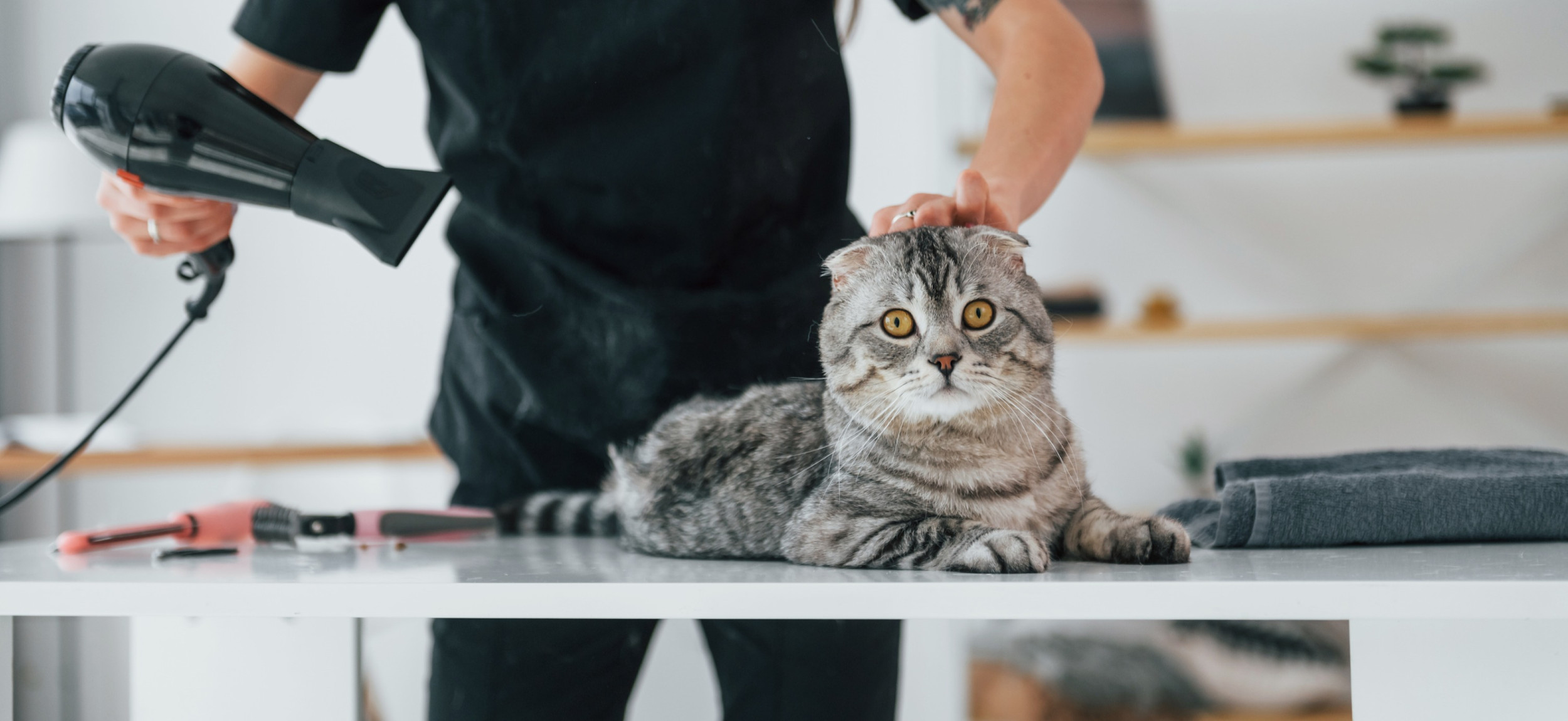 Mèo nằm trên bàn grooming cạnh máy sấy lông, minh họa mèo nhạy cảm với tiếng và luồng gió khi sấy