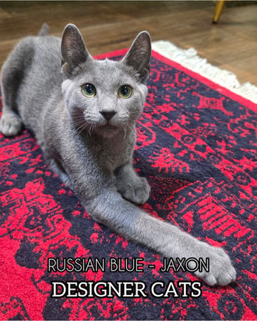 Russian Blue kitten For sale at Designer Bengal Singapore near Little India
