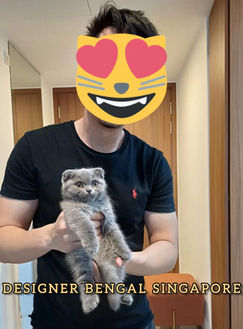 British Shorthair kitten held by owner near Pasir Ris – cute kittens for sale Singapore
