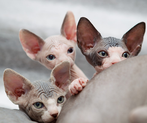 sphynx-kitten-peeking-over-mother-at Desiger Bengal Singapore