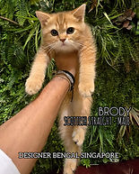 Scottish_Straight_Kitten_For_Sale_Name_Brody.jpeg