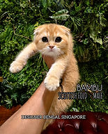 Scottish_Fold_Kitten_For_Sale_Name_Bambu.jpeg