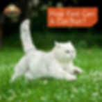 Cat running