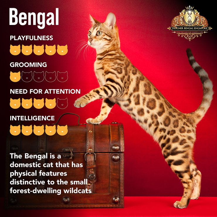 bengal kittens for sale