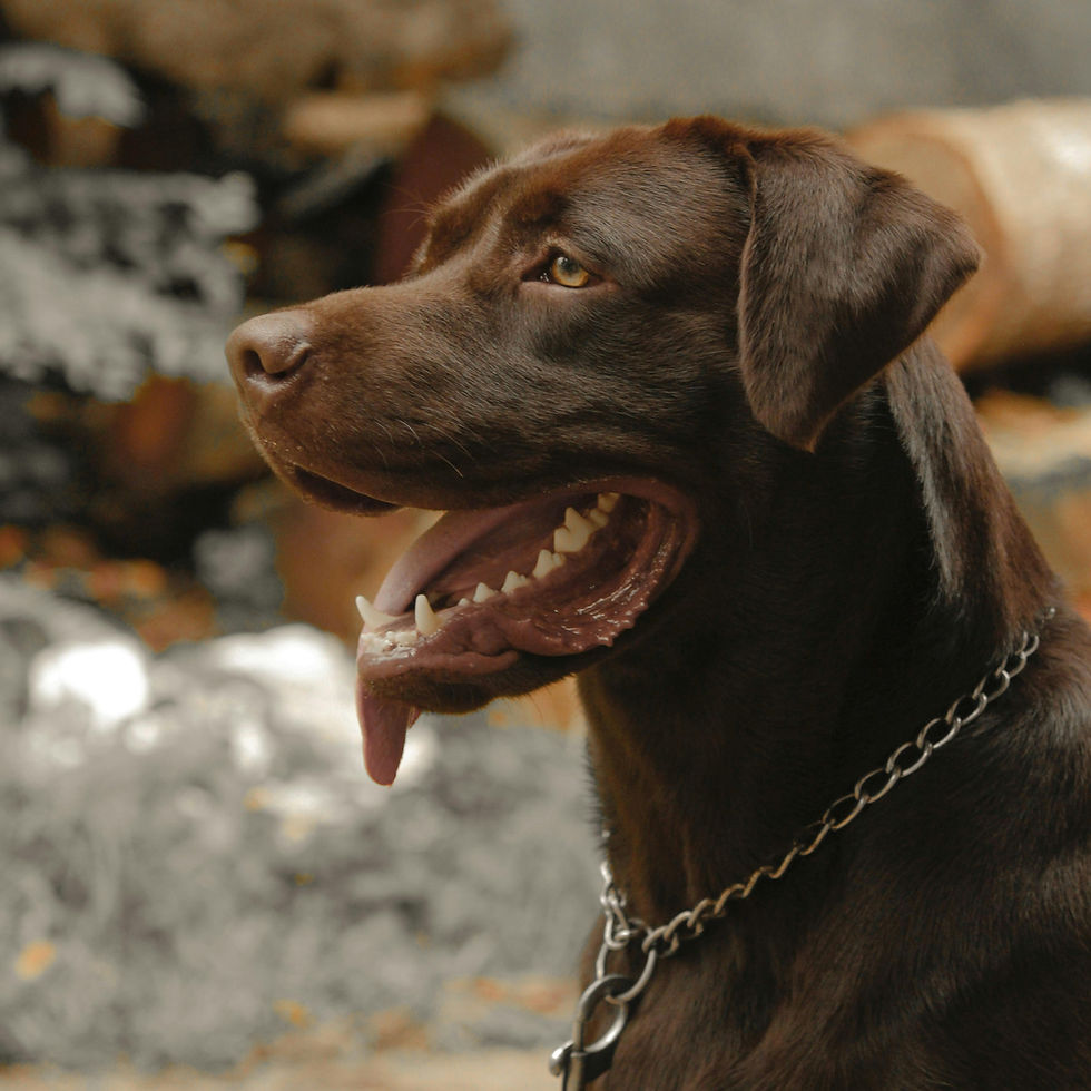 The Labrador Retriever