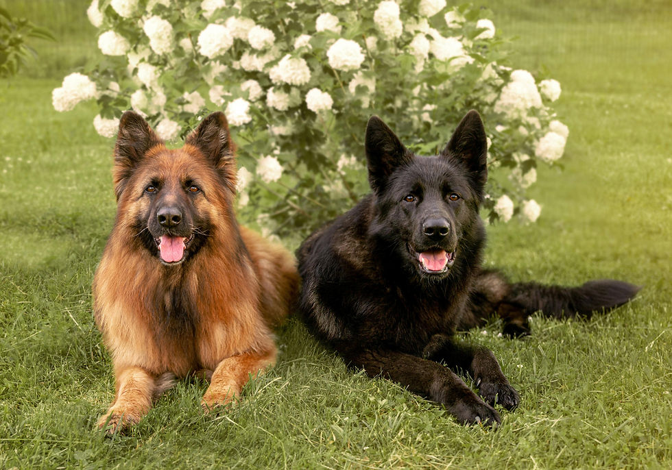 Photo by Lauma Augstkalne: https://www.pexels.com/photo/pair-of-german-shepherds-relaxing-outdoors-28774278/