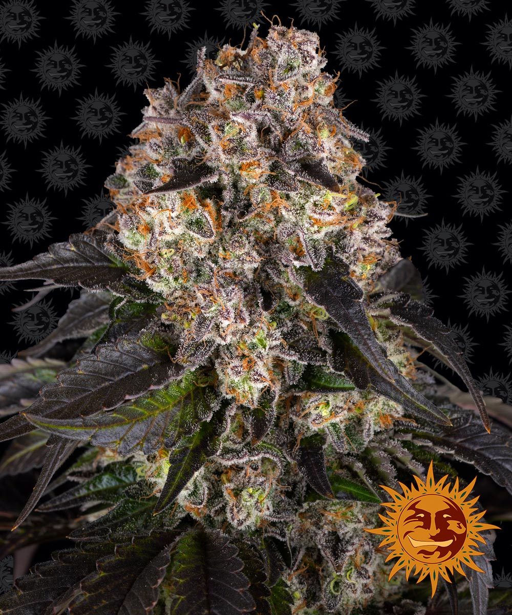 Girl Scout Cookies Feminised Seeds - 3