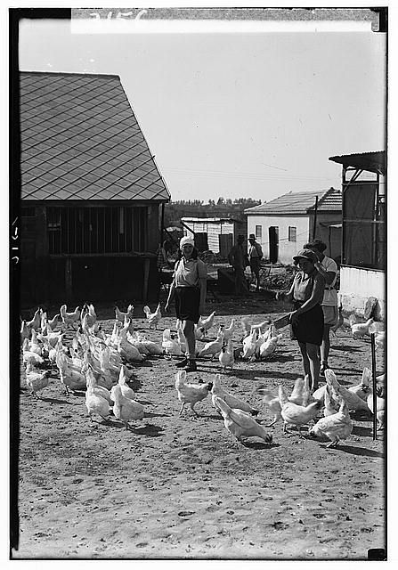 1930s LOC, Zionist colonies on Sharon. Borochov. Girls' farm, feeding poultry