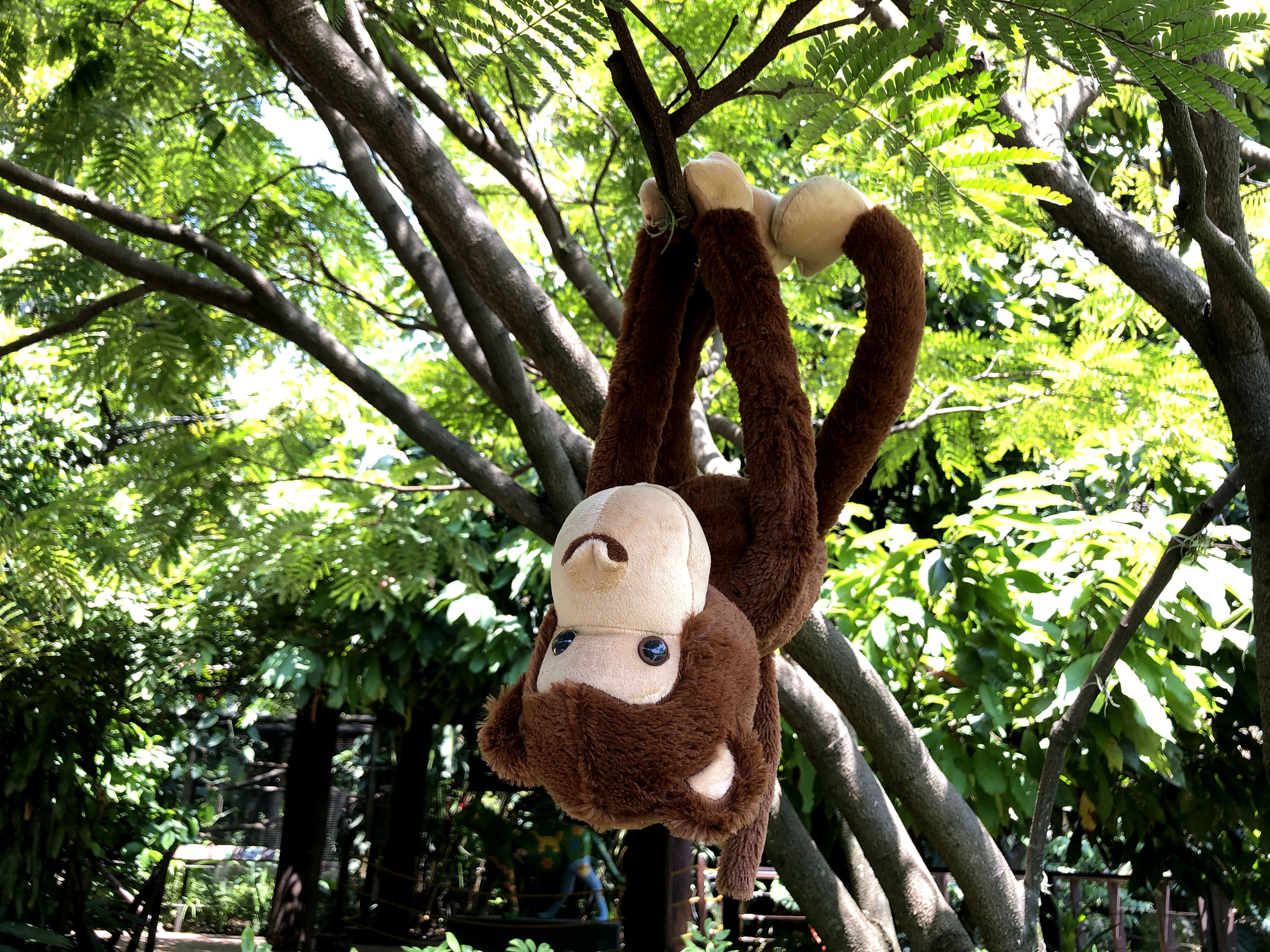 MICO ABRAZADOR (48cm)