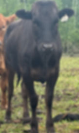 CRAZY WOMAN RANCH STOCK