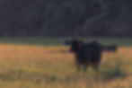 CRAZY WOMAN RANCH