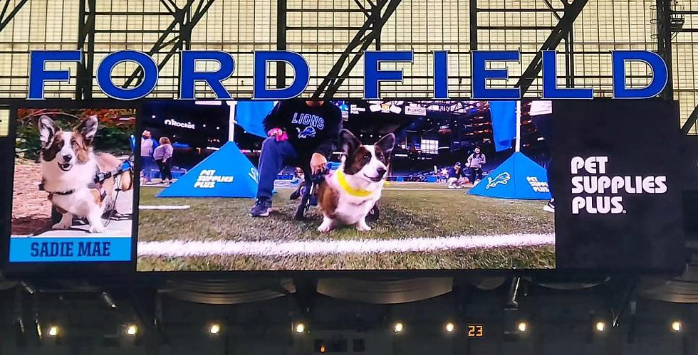 ford field sadie.JPG