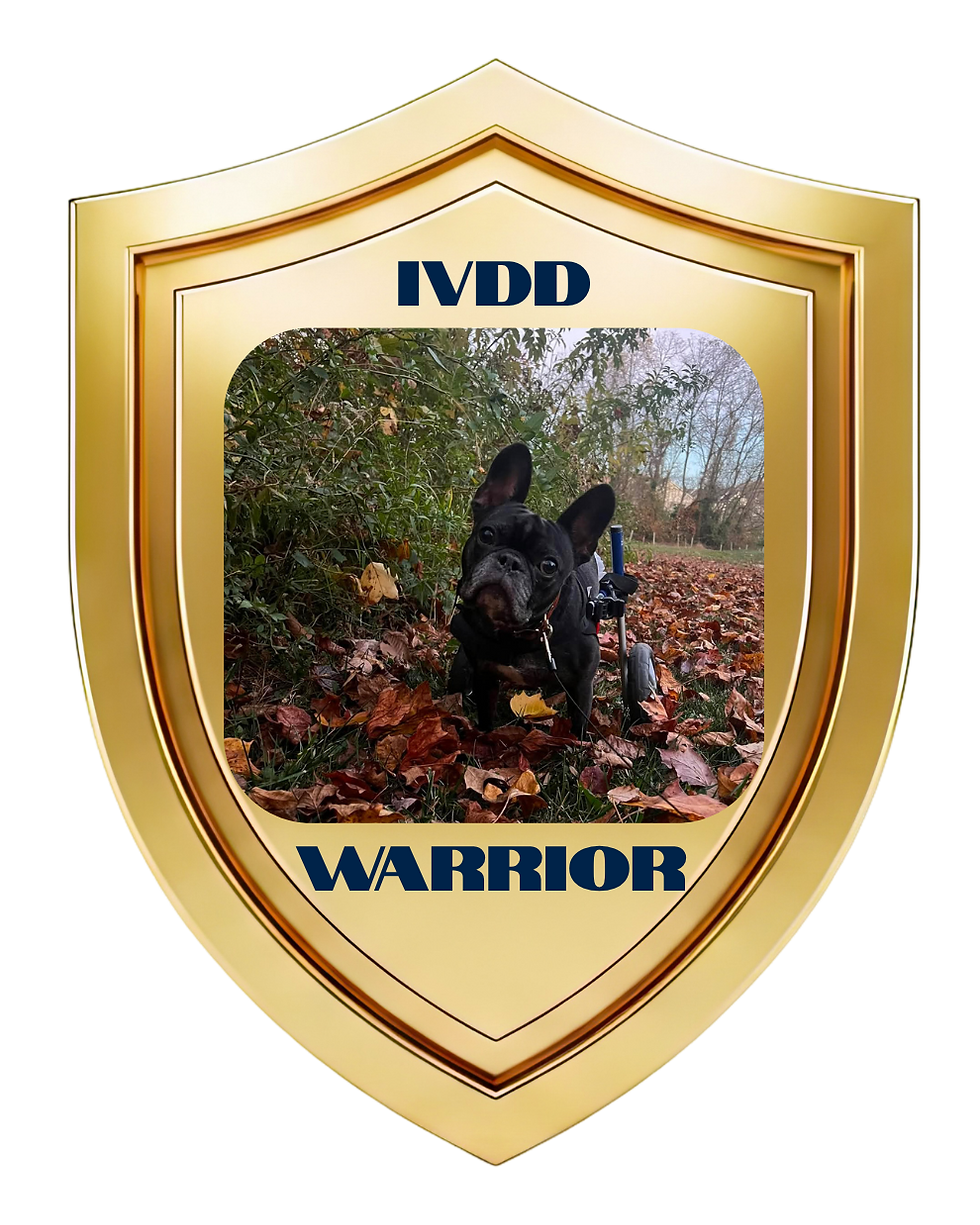 ivdd warrior-louie.png