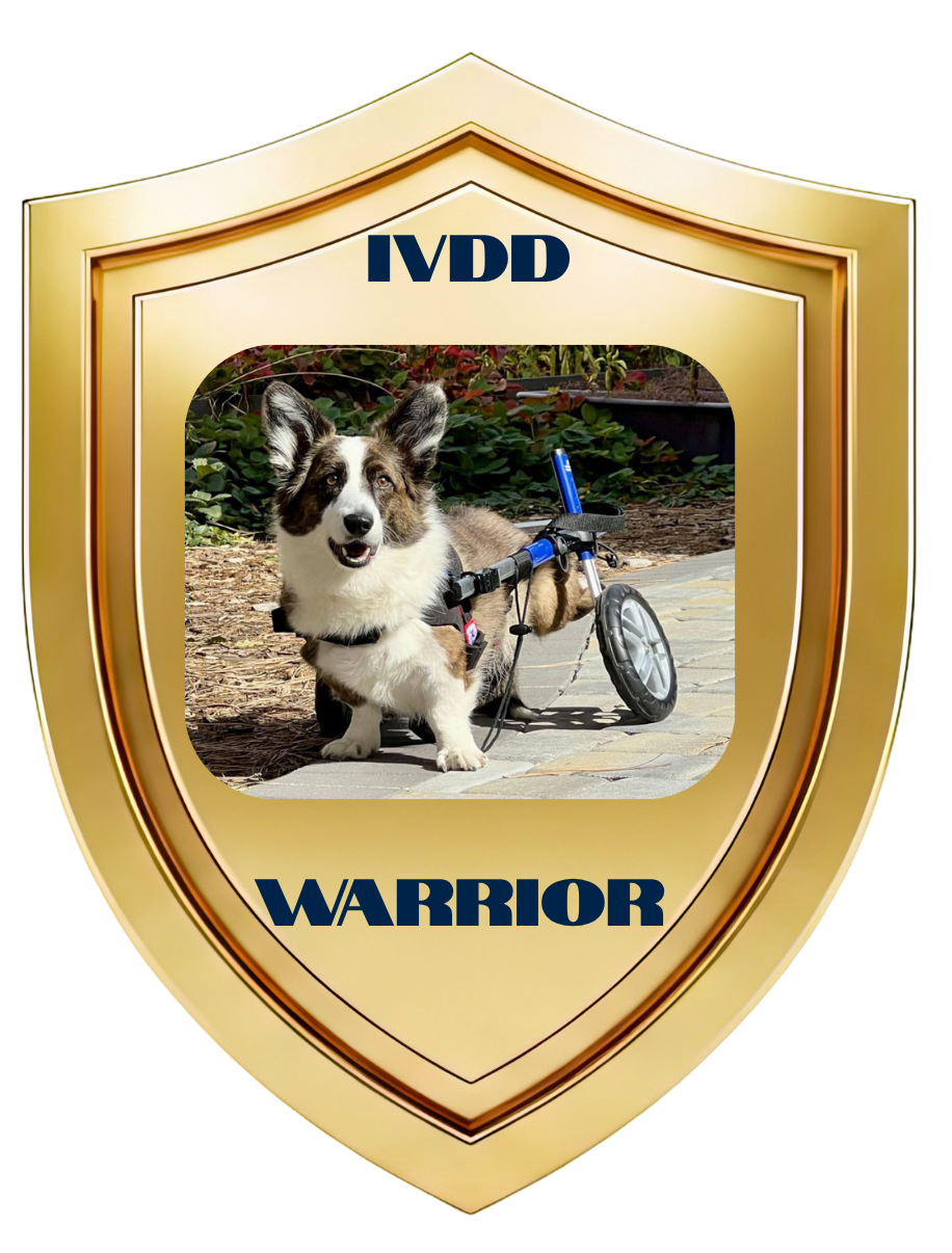 ivdd warrior-sadie.png