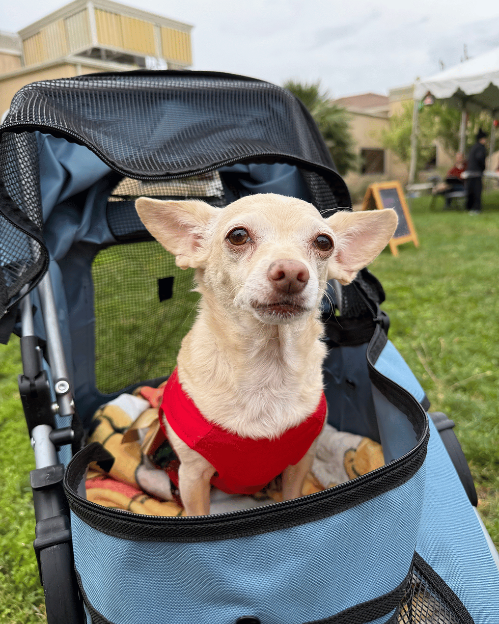 CUJ STROLLER.png