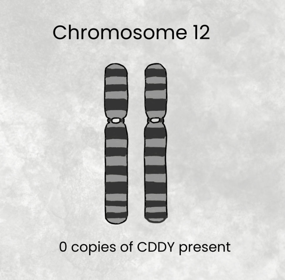 chromosome 12 normal_edited.jpg