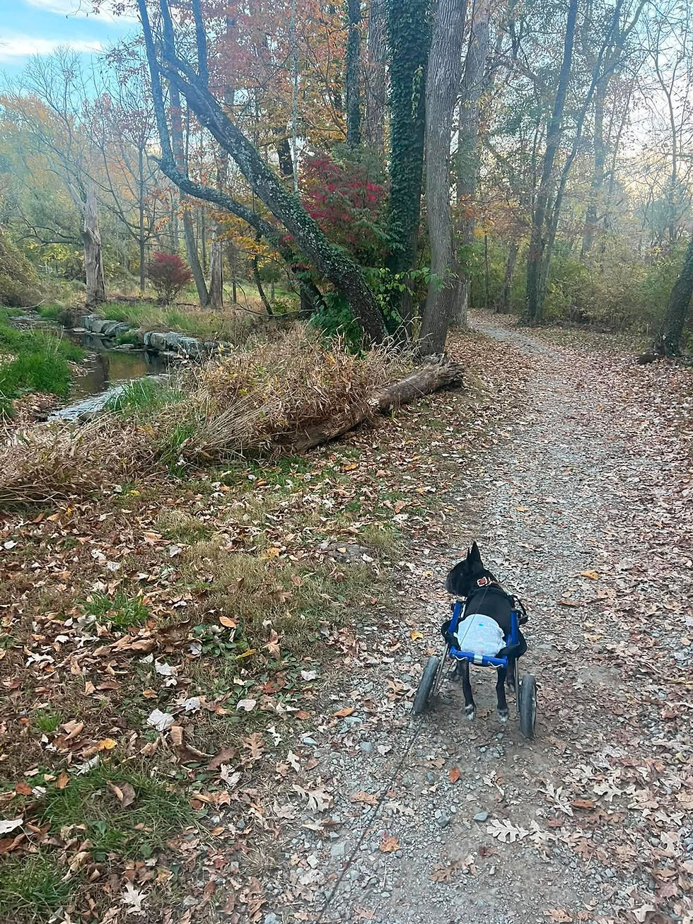 louie walk.JPG
