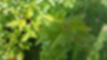 Tree Removal, Tree services, tree cutting, pruning, tree care, stump grinding, stump removal, free quote, rope access tree service, Affordable stump removal, Affordable, Tree cutting, Grinding, Branch removal, Diseased tree removal, fallen tree removal, emergency tree removal, emergency branch removal, emergency limb removal, Expert tree Removal, Tree Trimming, tree Felling, Tree Clearing, Tree Specialist, Tree Care, Tree Lopping, Tree Service, Hazardous tree Removal, overgrown, root Grinding, cabling, bracing, storm damaged tree, Storm damaged limb, Limb bracing, Arborist, airdrie, cochrane, bragg creek, bearspaw, redwood meadows, calgary, Airdrie Tree Removal. Airdrie tree cutting, Calgary Tree pruning. Calgary Tree Service, Calgary tree removal