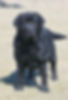 Salty Summerlin Labs_edited_edited.jpg
