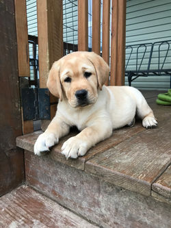 Sophia