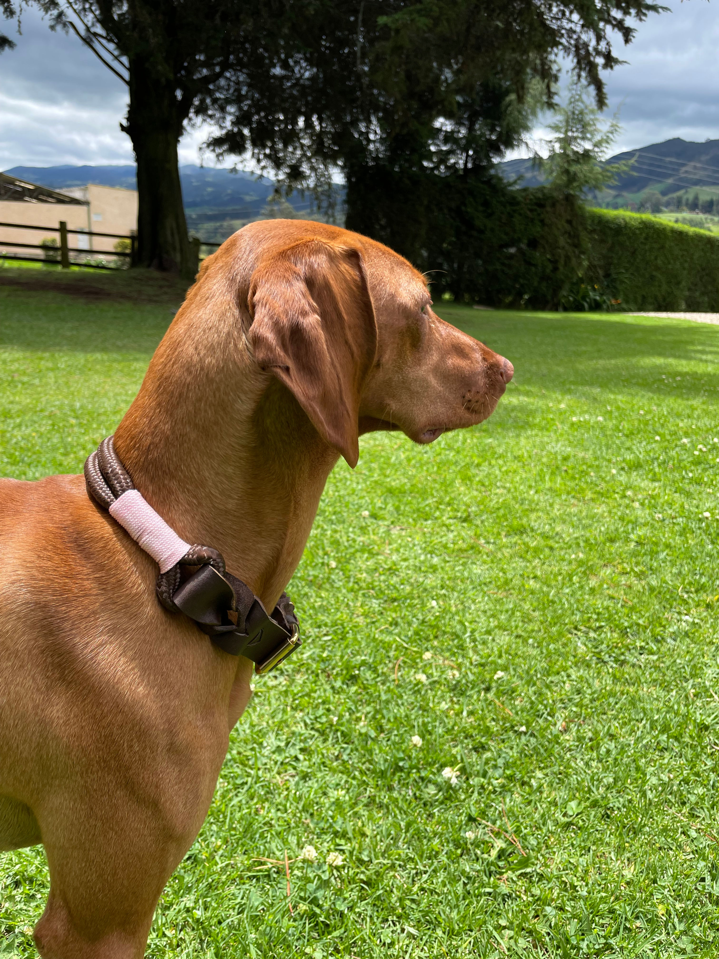 Collar Cafe Pink - Hilo