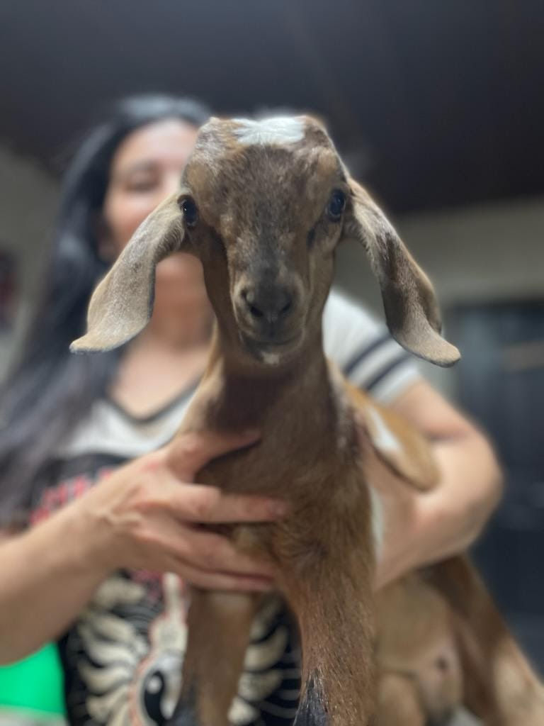 Bo Registered (Billy) Price: $500 Deposit: $250