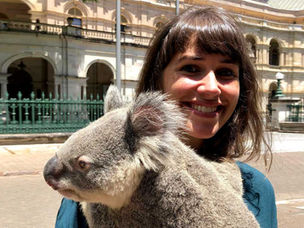 Have koalas died for your steak or burger?